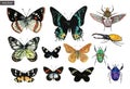 Watercolor colorful vector set of tropical exotic butterflies and beetles.