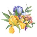 Watercolor colorful wreath with iris flower and leaves isolted on white background