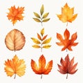 Watercolor Coloured Autumn Leaves Clipart Set Royalty Free Stock Photo