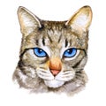 Watercolor colseup portrait of ojos azules breed cat with blue eyes on white background. Hand drawn home pet