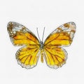 Watercolor common tiger butterfly. Royalty Free Stock Photo