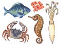 Watercolor composition with Aquatic Animal underwater fish, sea horse, shrimp, crab, squid, coral Hand painted animal silhouette Royalty Free Stock Photo