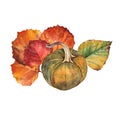 Watercolor composition autumn plant food. Yellow pumpkin, orange and green branch leaves isolated on white background