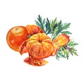 Watercolor composition citrus fruit orange peel the tangerine with green leaves isolated on white background. Hand-drawn Royalty Free Stock Photo