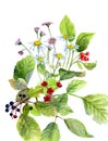 Watercolor composition of flowers and berries, and green leaves Royalty Free Stock Photo