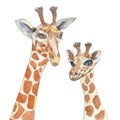 Watercolor composition, giraffes . Mother and child