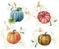 Watercolor composition with golden gourds. Hand painted red, blue, orange pumpkins and leaves isolated on white Royalty Free Stock Photo