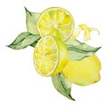 Watercolor composition, juicy lemon and leaves