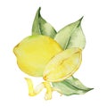 Watercolor composition, juicy lemon and leaves