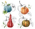 Watercolor composition with linear pumpkins. Hand painted red, blue, orange gourds and leaves isolated on white Royalty Free Stock Photo