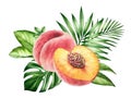 Watercolor composition with peaches. Realistic bouquet with pink fruits and tropical green leaves. Half and whole Royalty Free Stock Photo