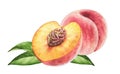 Watercolor composition with peaches. Realistic setup with pink fruits and green leaves. Half and whole peaches