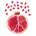 Watercolor compositions with pomegranates, pomegranate seeds and pomegranate juice