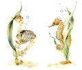 Watercolor compositions with tropical fishes and seahorse. Hand painted underwater floral illustration with algae and