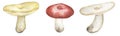 Watercolor conditionally edible fungi illustration, russula mushrooms clipart set, hand drawn elements