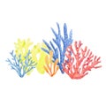 Watercolor coral composition Royalty Free Stock Photo