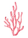 Watercolor Coral. Hand drawn illustration of reef on isolated white background