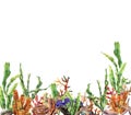 Watercolor coral reef border. Hand painted underwater illustration with laminaria branch, starfish, tridact, mollusk and