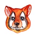 Watercolor muzzle of a dog, cute corgi
