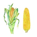 Watercolor cobs of corn