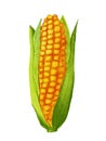 Watercolor corn illustration isolated on white background