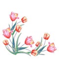 Composition from watercolor flowers tulip. Illustration for decor.