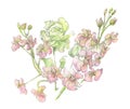 Watercolor corner made of pastel pink mattiola. Flowers drawn by hand on a white background. Delicate floral composition