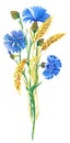 Watercolor cornflowers, ears of ripe wheat. Beautiful bright bouquet with blue flowers,green leaves.