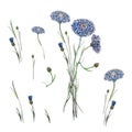 Watercolor cornflowers vector flowers