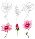 Watercolor cosmos flowers collection isolated on white background. Hand drawn wildflower set with pink flowers and