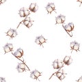 Watercolor cotton branches pattern on white background