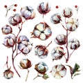 Watercolor Cotton Flowers Plant Collection