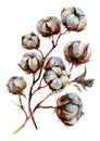 Watercolor Botanial Illustration of Cotton Plant