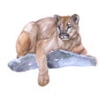 Watercolor cougar animal