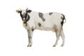 Watercolor cow black and white . Original farm animal illustration isolated on white background Royalty Free Stock Photo