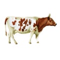 Watercolor illustration, cow. Domestic animals sketch. Illustration isolated on white background for design,print or background. Royalty Free Stock Photo