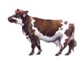 Watercolor cow on the white background Royalty Free Stock Photo