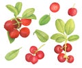 Watercolor cowberry set. Hand drawn branch with red berries and leaves. Forest plant for design, greeting card, wedding Royalty Free Stock Photo