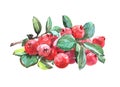 Watercolor cranberry food isolated