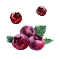 Watercolor cranberry isolated