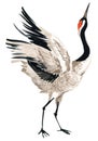 Watercolor crane bird Royalty Free Stock Photo