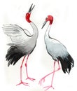 Watercolor cranes