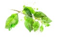 Watercolor creative green leaves branch with wash, splash, stains