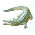 Watercolor crocodile, alligator tropical animal isolated Royalty Free Stock Photo