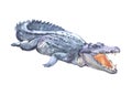 Watercolor crocodile animal