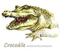 Watercolor Crocodile on the white background. African animal. Wildlife art illustration. Can be printed on T-shirts Royalty Free Stock Photo