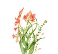 Watercolor crocosmia bouquet. Colourful tropical flower in bloom isolated on white. Botanical floral illustration for