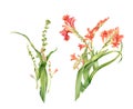 Watercolor crocosmia Flowers set. Colourful tropical plant in bloom isolated on white. Botanical floral illustration for