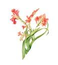 Watercolor crocosmia plant in bloom. Colourful tropical flower isolated on white. Botanical floral illustration for