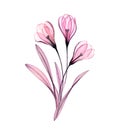 Watercolor Crocus bouquet. Hand painted artwork with transparent Spring flowers isolated on white. Botanical